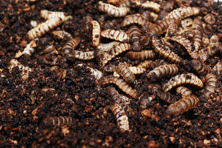 raw.image.alt.insect raw.image.alt.insect