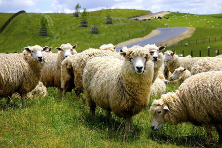Sheep Sheep