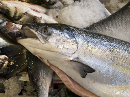 Trout Trout