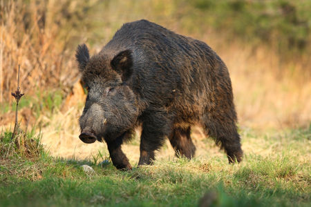 raw.image.alt.wild-boar raw.image.alt.wild-boar